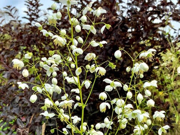 Thalictrum del. ‘Splendide White’