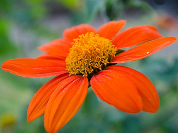 Tithonia rotundifolia