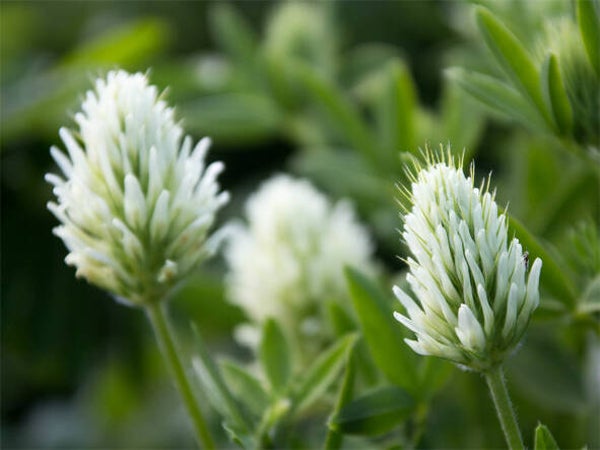 Trifolium ochroleucon