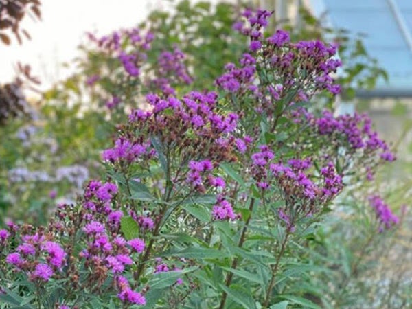 Vernonia crinita