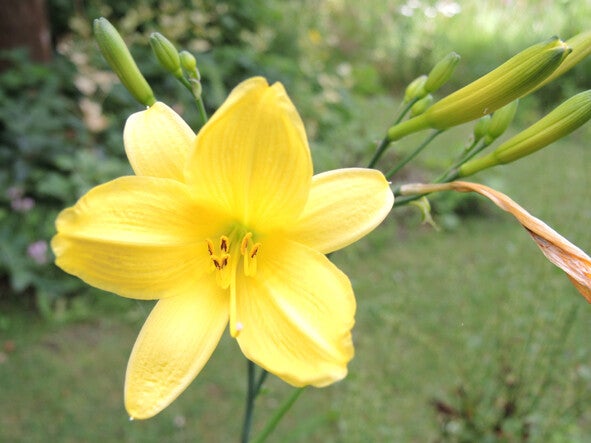 Hemerocallis lilioasphodelus