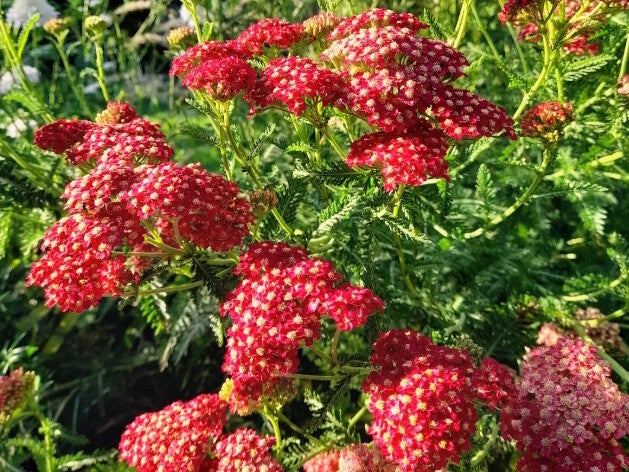 Achillea ‘Paprika’