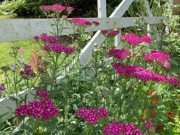Achillea ‘Cerise Queen’