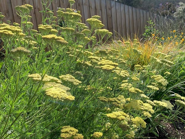Achillea ‘Moonshine’