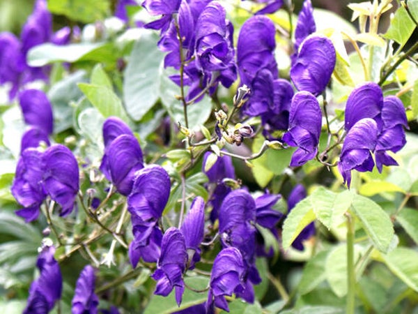 Aconitum napellus