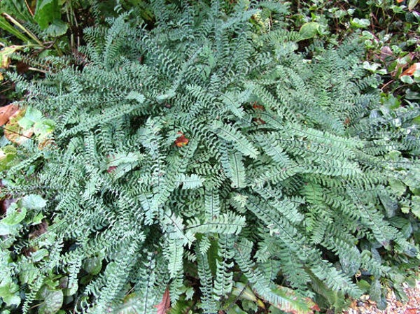 Adiantum pedatum ‘Imbricatum’
