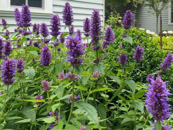 Agastache ‘Blue Boa’