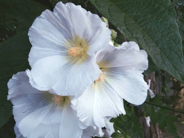 Alcea rosea ‘Polarstar’