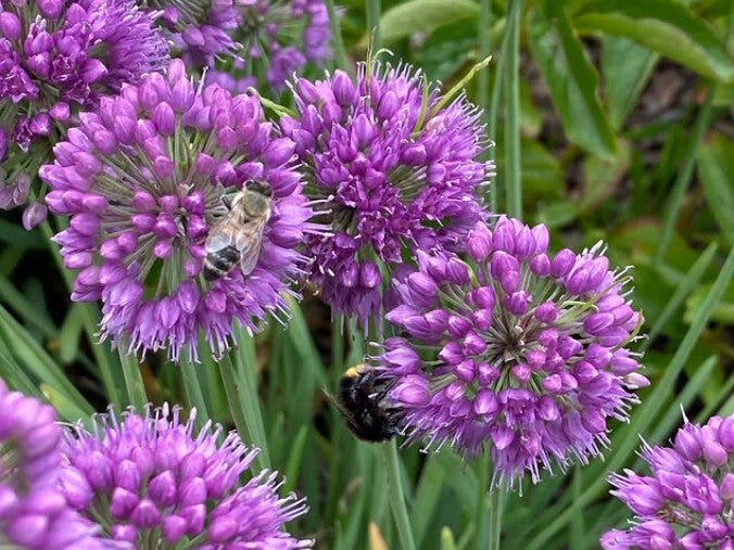 Allium ‘Medusa's Hair’