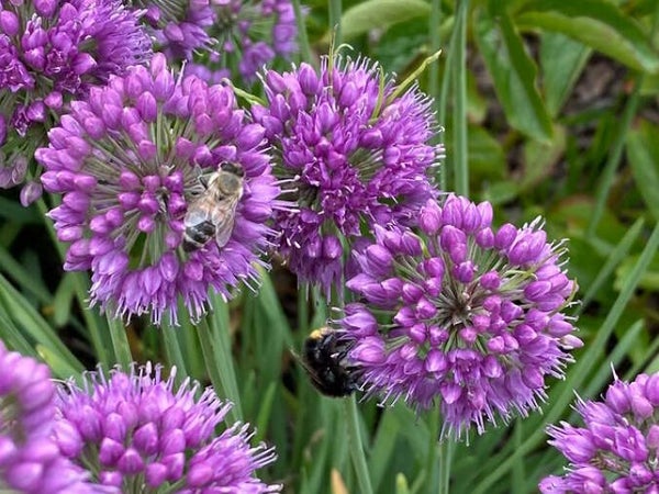 Allium ‘Medusa's Hair’