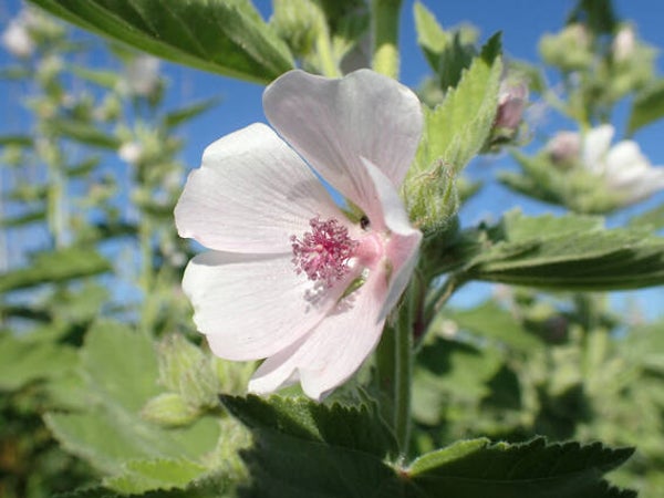 Althaea officinalis