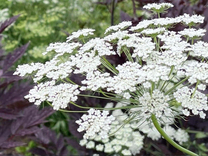 Ammi majus