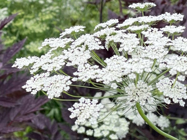 Ammi majus