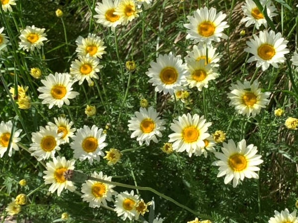Anthemis ×hybrida ‘Wargrave’