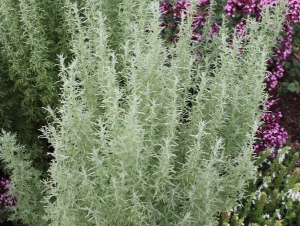 Artemisia ludoviciana ‘Silver Queen’