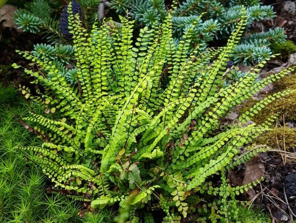 Asplenium trichomanes