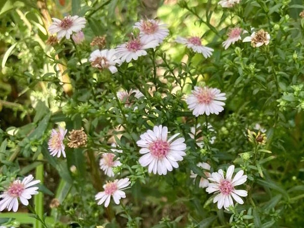 Aster  ‘Pink Buttons’