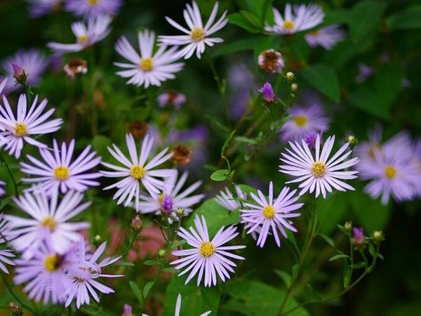 Aster pyrenaeus ‘Lutetia’