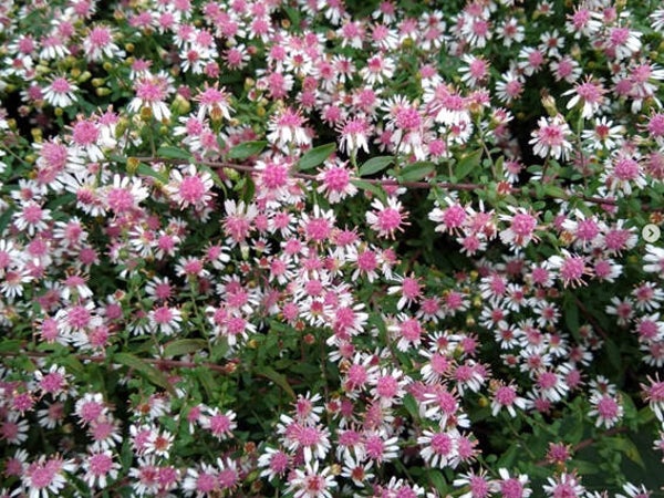 Aster lateriflorus ‘Horizontalis’