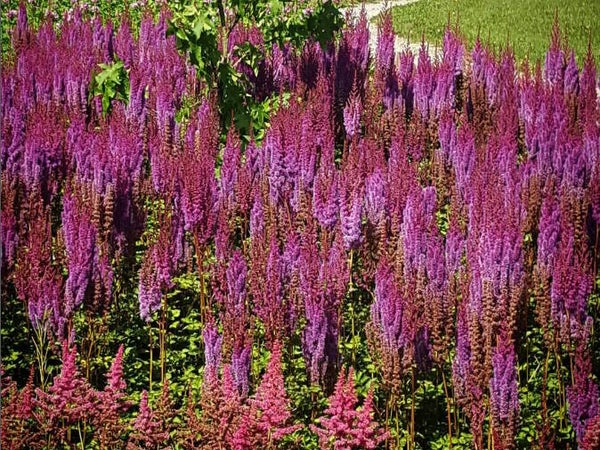 Astilbe chin. ‘Purperlanze’