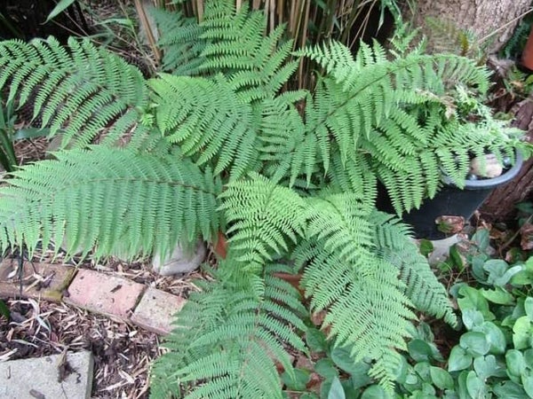 Athyrium filix-femina  'Lady in Red'