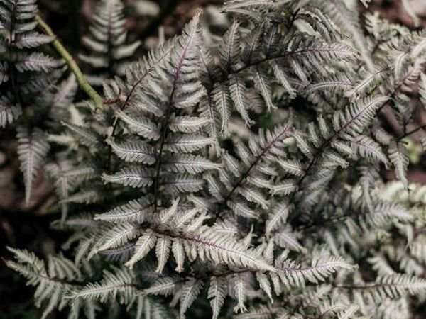 Athyrium niponicum ‘Burgundy Lace’