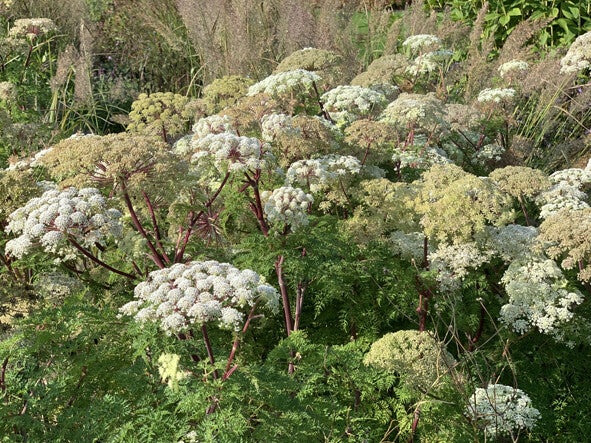 Selinum wallichianum