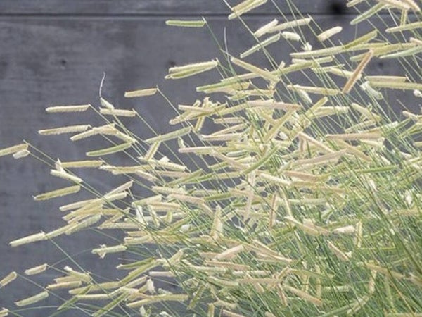 Bouteloua gracilis 'Blonde Ambition'