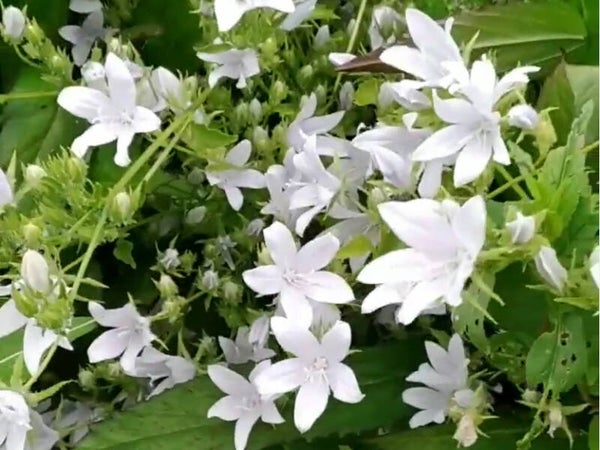 Campanula posch. ‘E.H. Frost’