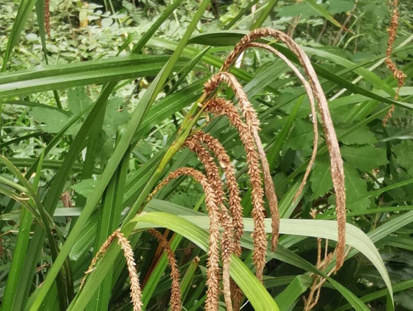 Carex pendula