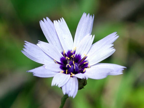 Catananche caerulea