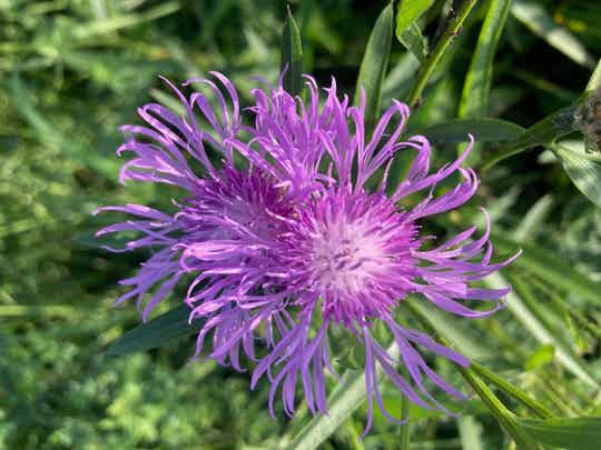 Centaurea scabiosa