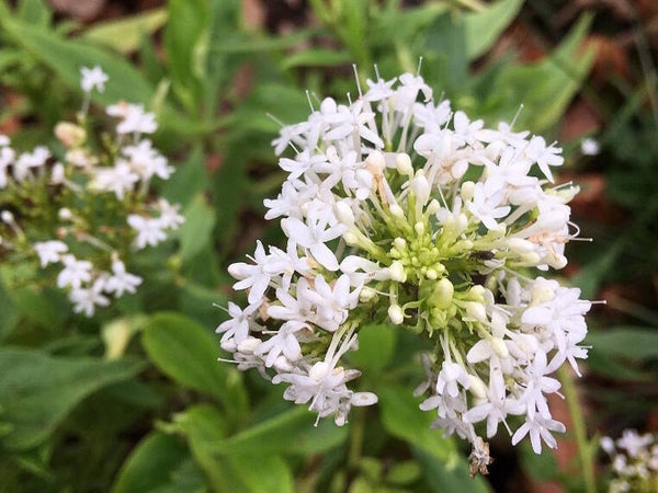 Centranthus ruber ‘Albus’