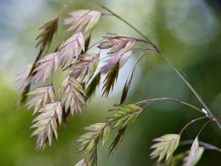 Chasmantium latifolium