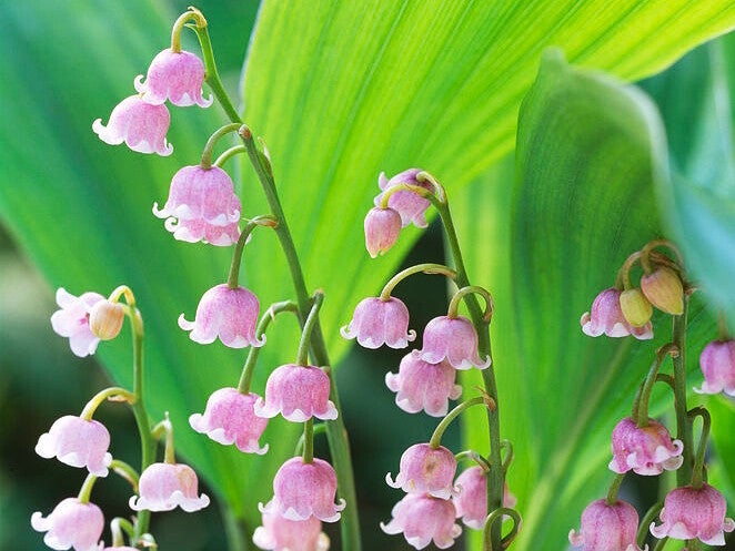 Convallaria majalis ‘Rosea’