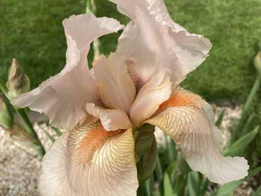 Iris germanica ‘Constant Wattez’