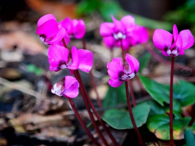 Cyclamen coum ‘Rubrum’
