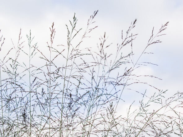 Molinia arundinacea ‘Karl Foerster’