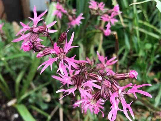 Lychnis flos-cuculi