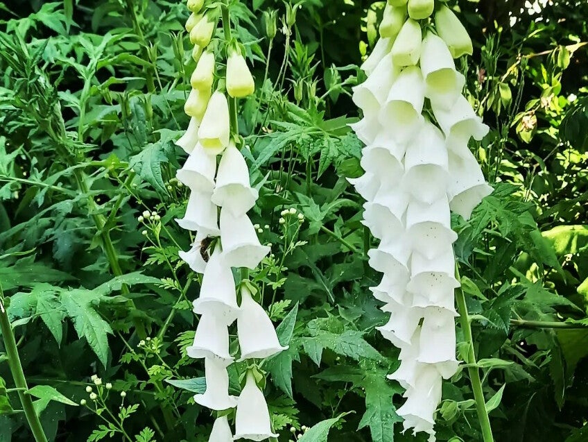 Digitalis purpurea ‘Alba’