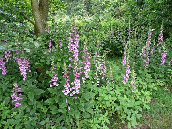 Digitalis purpurea