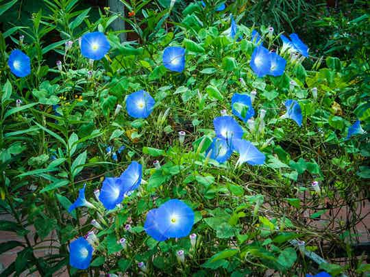 Ipomoea purpurea ‘Heavenly Blue’