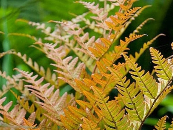 Dryopteris erythrosora