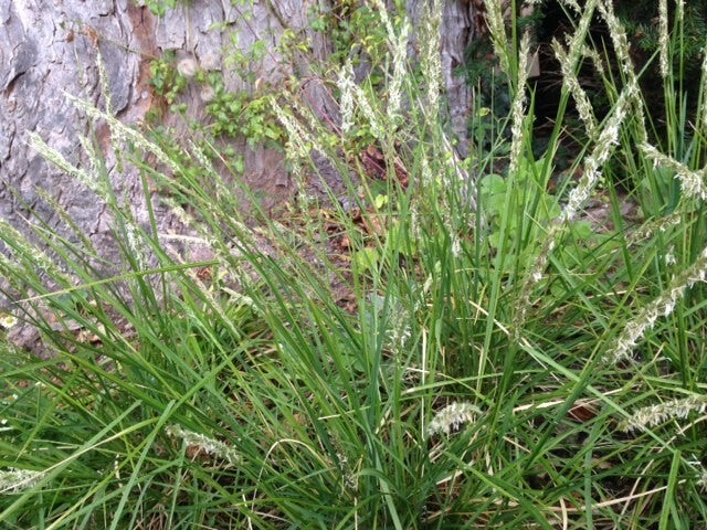 Sesleria autumnalis