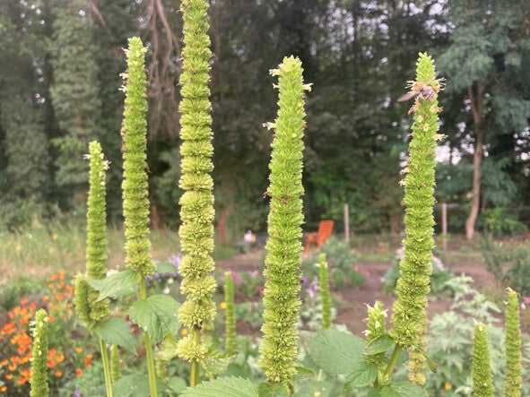 Agastache nepetoides