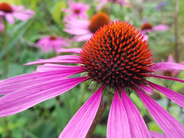 Echinacea ‘Augustkönigin’