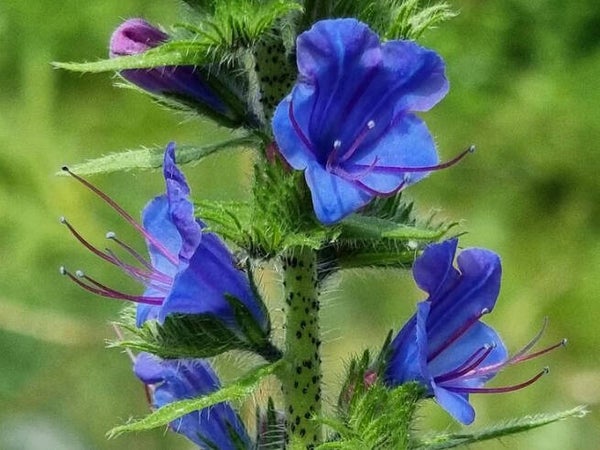 Echium vulgare