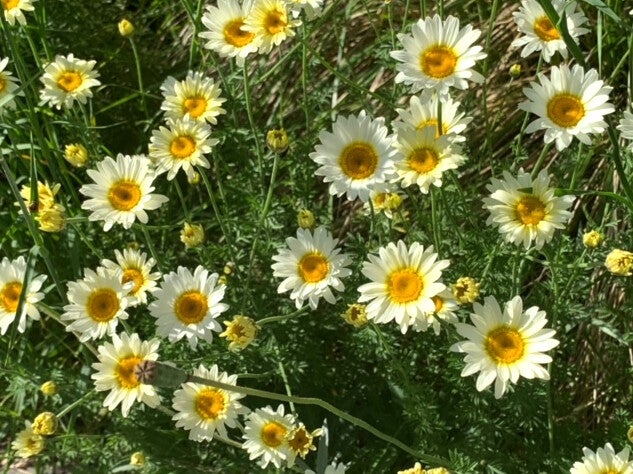 Anthemis ×hybrida ‘Wargrave’
