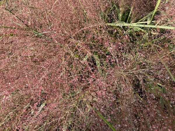 Eragrostis spectabilis ‘Purperflirren’
