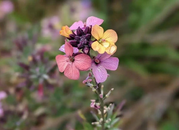 Erysimum mutabile